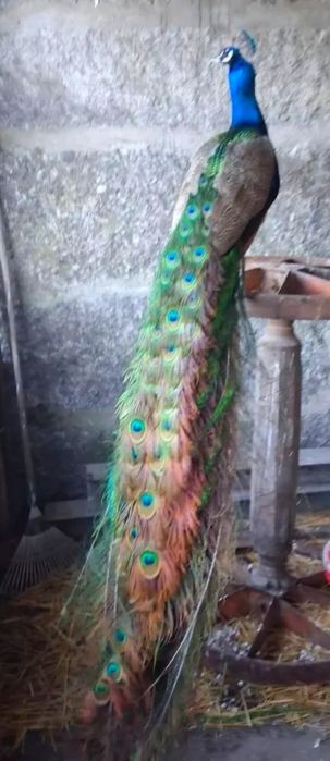 Animais de Quinta