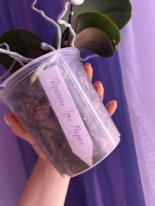 Орхідея фаленопсис