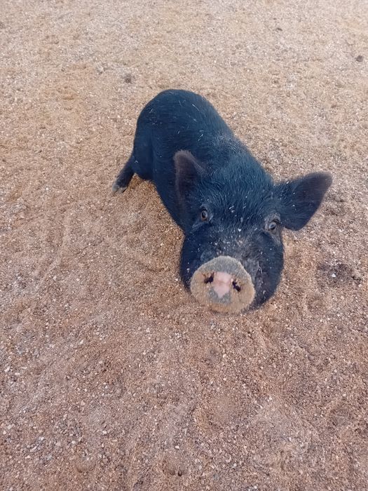 Porquinho Anão preto (MENINA)