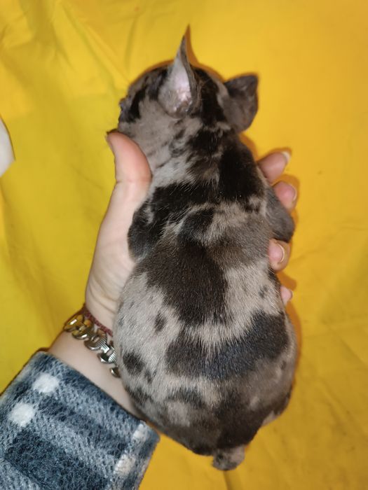 Красуні та красені французята з доставкою до вас без предоплат