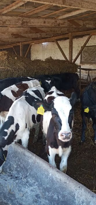 Продам телят бычки