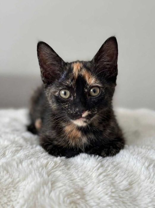 Setúbal e arredores / Margem Sul — PEPPER e SPOT, gatinhas para adoção