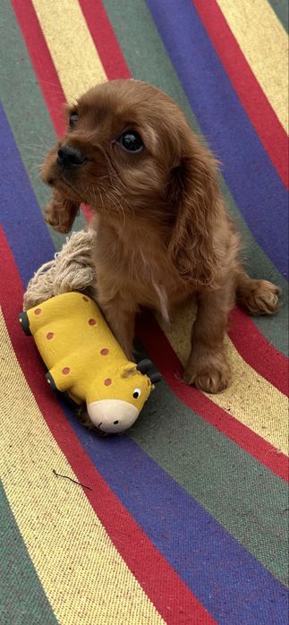 Cavalier ruby chłpak