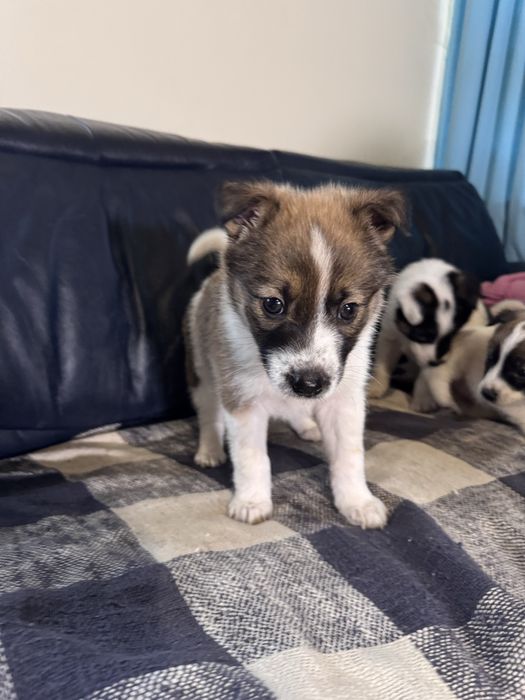 Дівчатка-цуценятка добрі руки