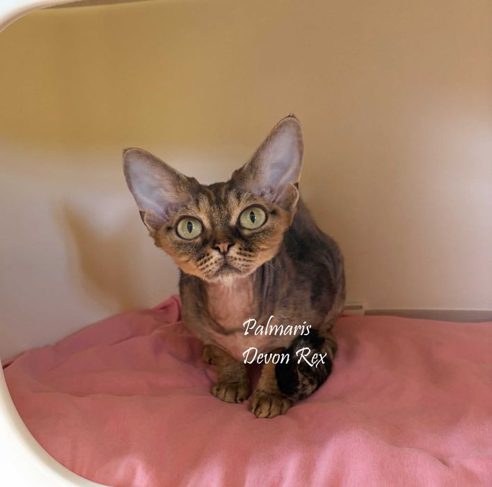 Devon Rex - dorosła kotka