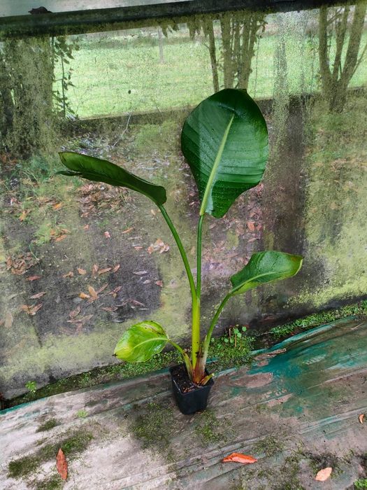 Estrelicia augusta/ estrelicia gigante vários tamanhos