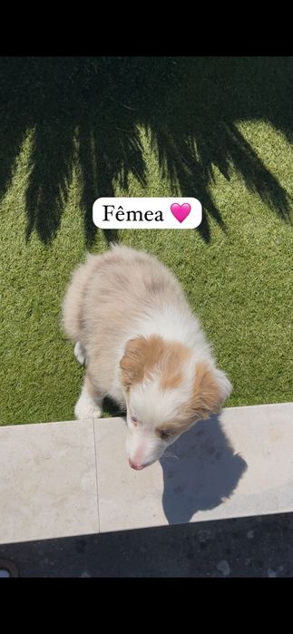 Border collie fêmea