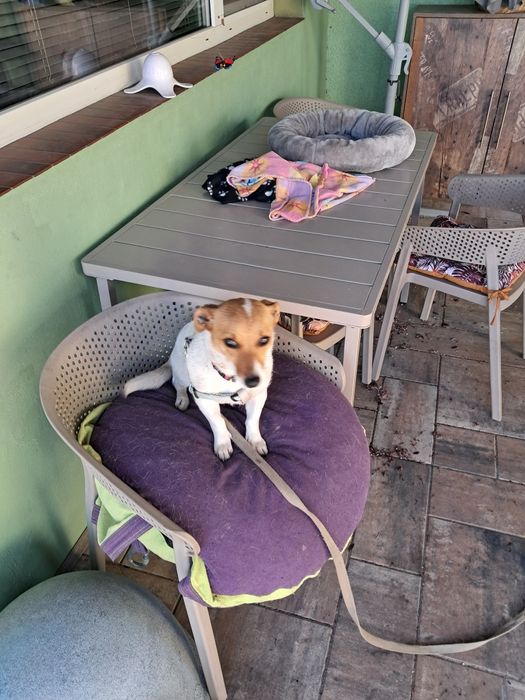 Oddam psa w typie Jack Russell Terrier