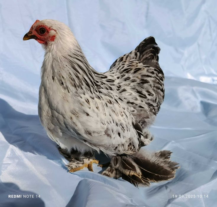 Продам кохинхин карликовый