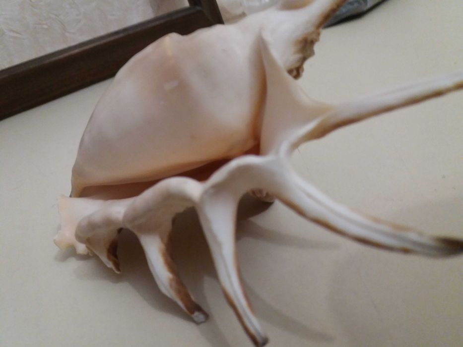 Ракушки для аквариума.