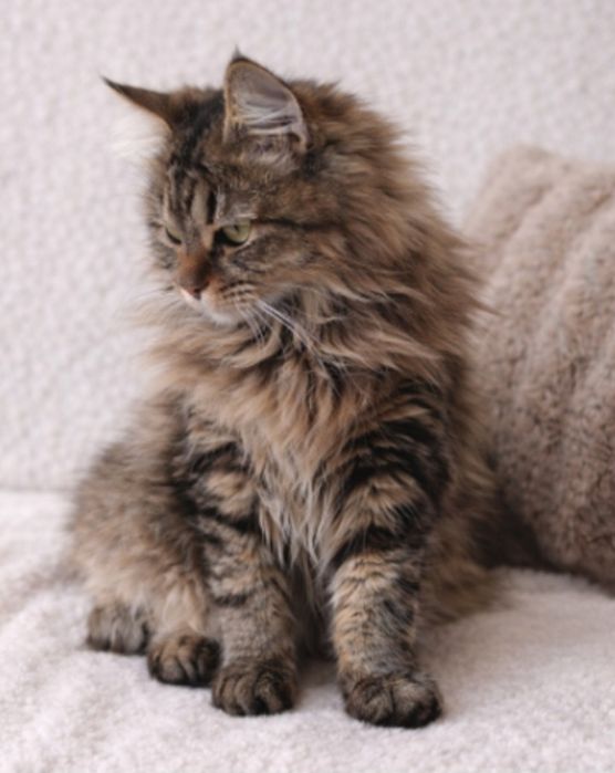 Кошеня Амурчик , 9 місяців