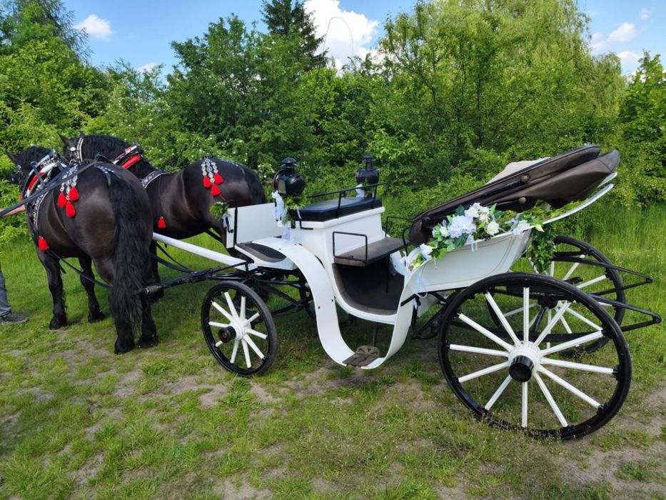 **Klacze kobyły ogiery zimnokrwiste para **