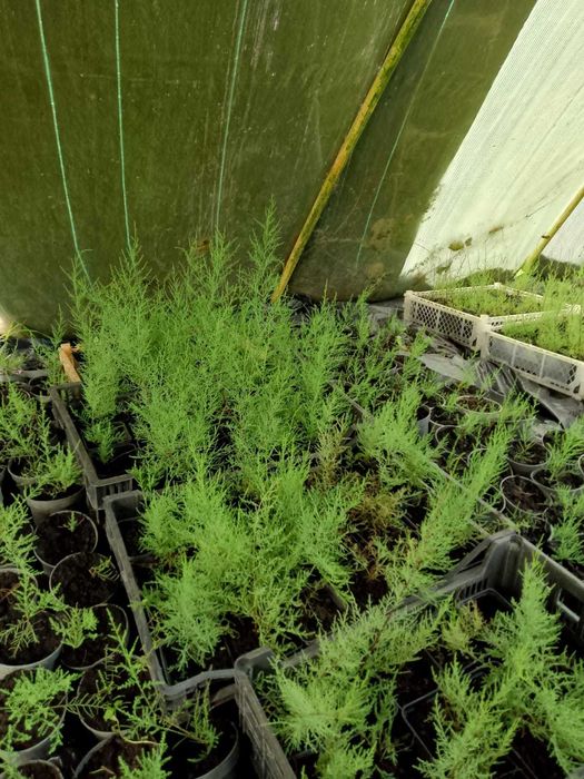 Krzewy i byliny ozdobne ( np. budleja, mięta, lawenda, laurowiśnia)