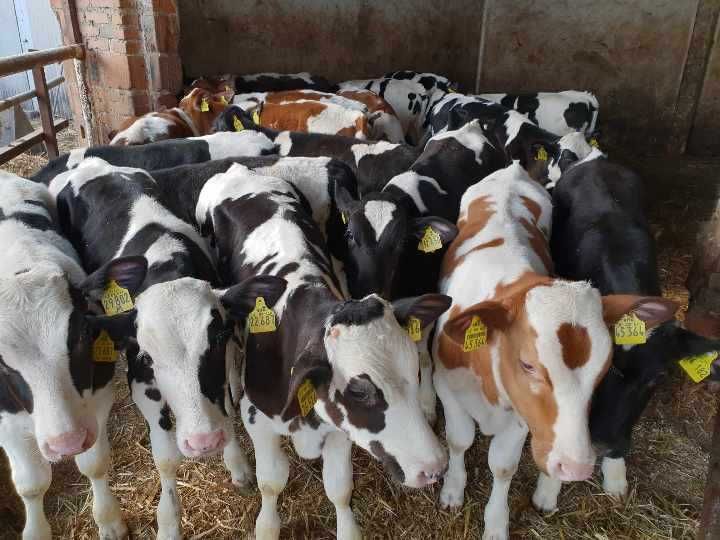 byczki startery do 150kg