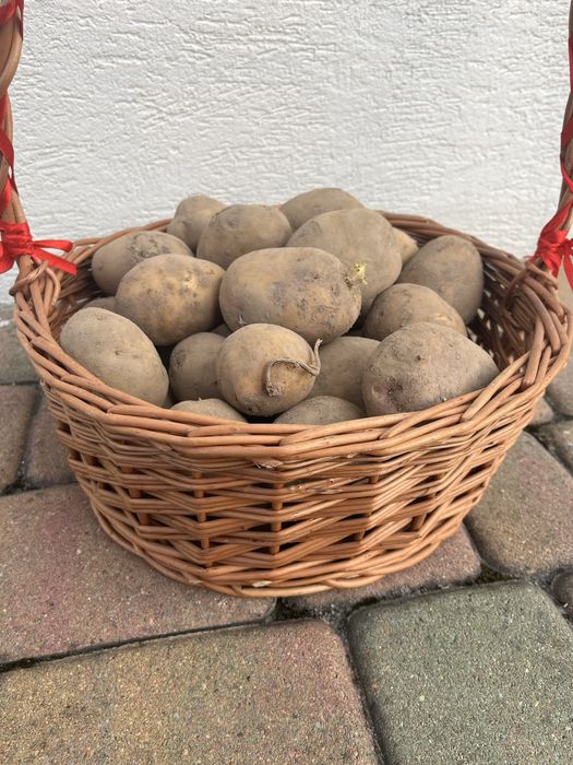 Ziemniaki do sadzenia