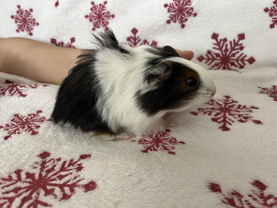 Oddam za darmo dwie seinki morskie samce