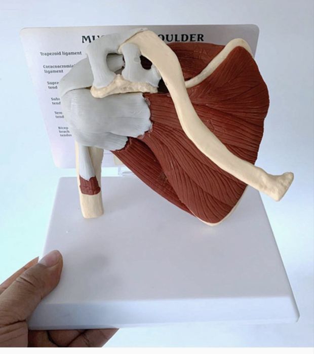 Model anatomiczny stawu barkowego z mięśniami i więzadłami 3D