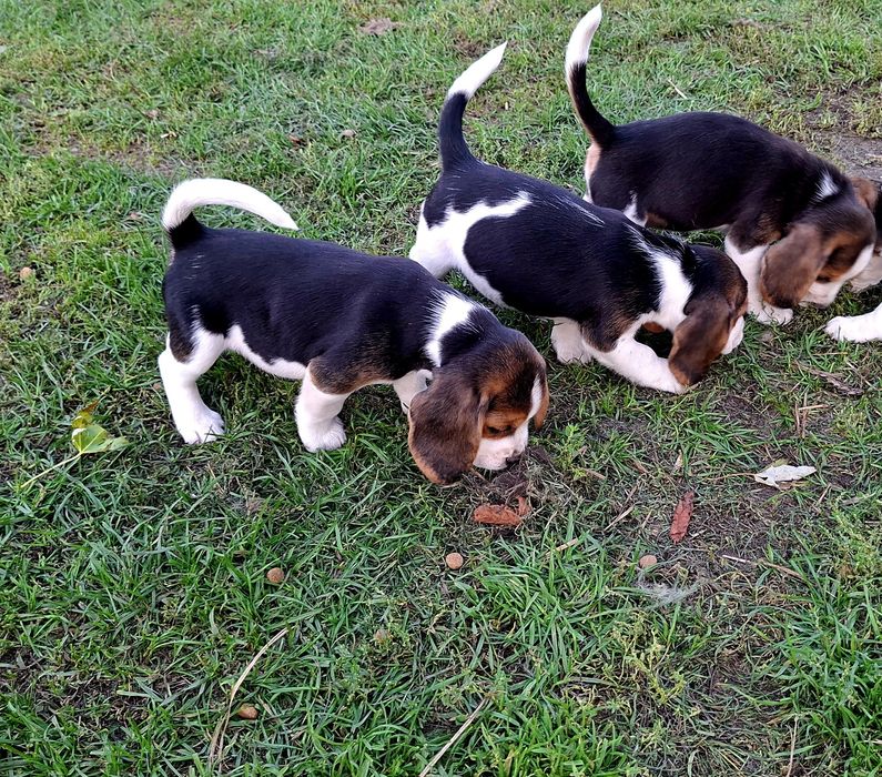 Sprzedam szczeniaki beagle