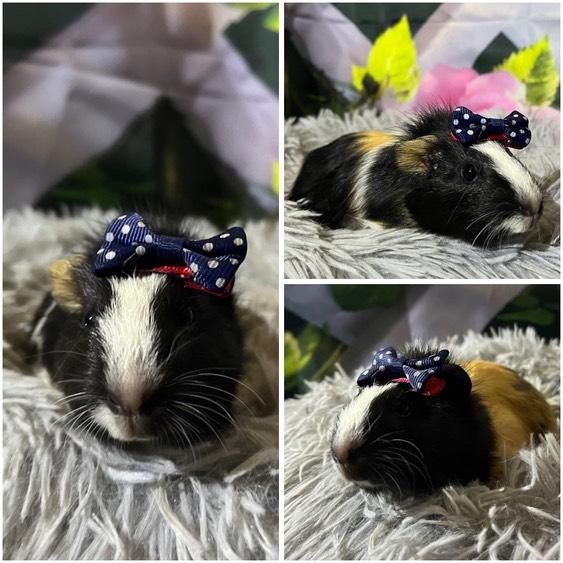 Świnki Morskie Cavie