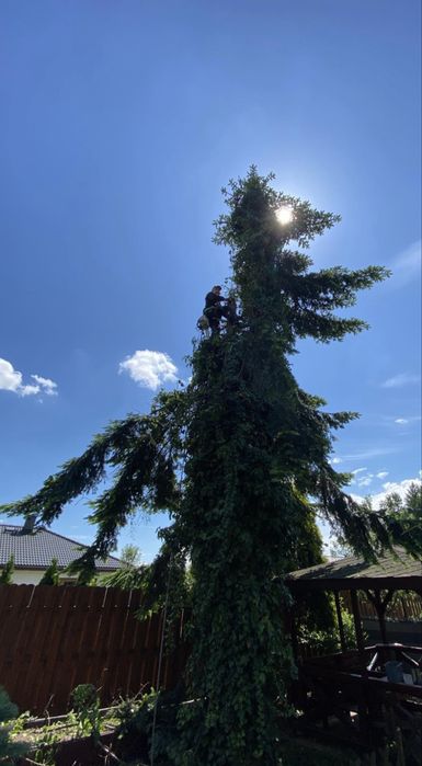 WYCINKA DRZEW, przycinanie żywopłotów, koszenie