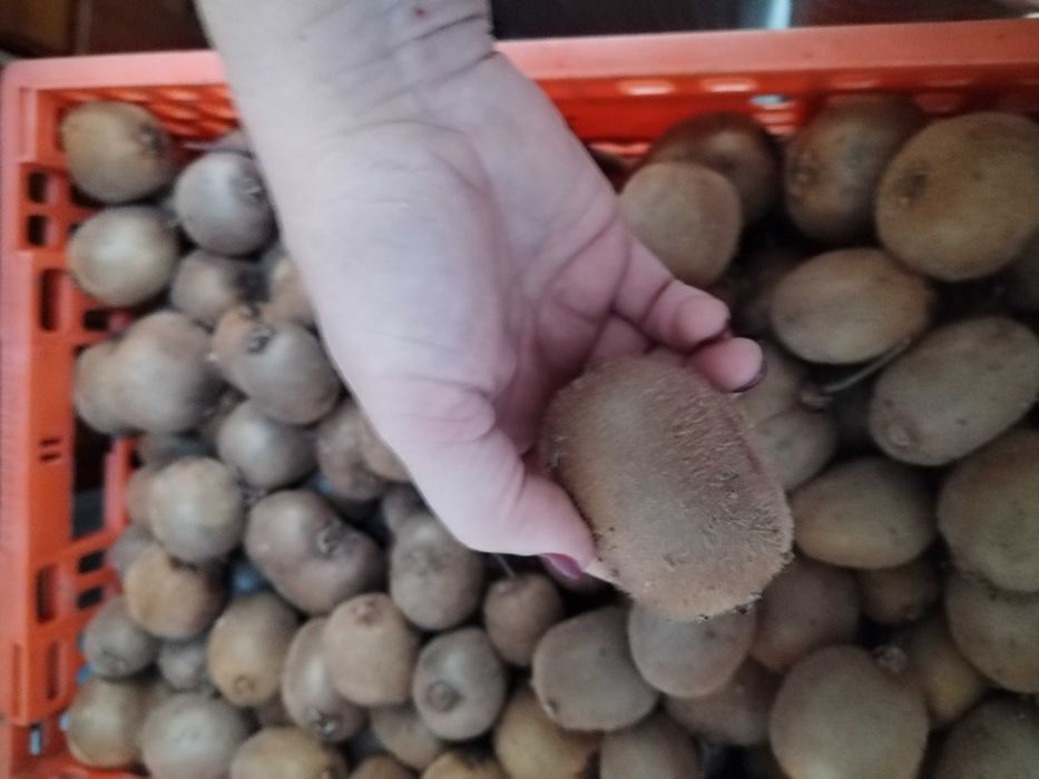 Kiwi fruto (biológicos, sem tratamentos)