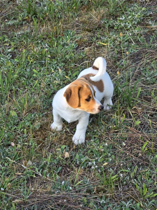Szczeniak Jack Russell Terrier