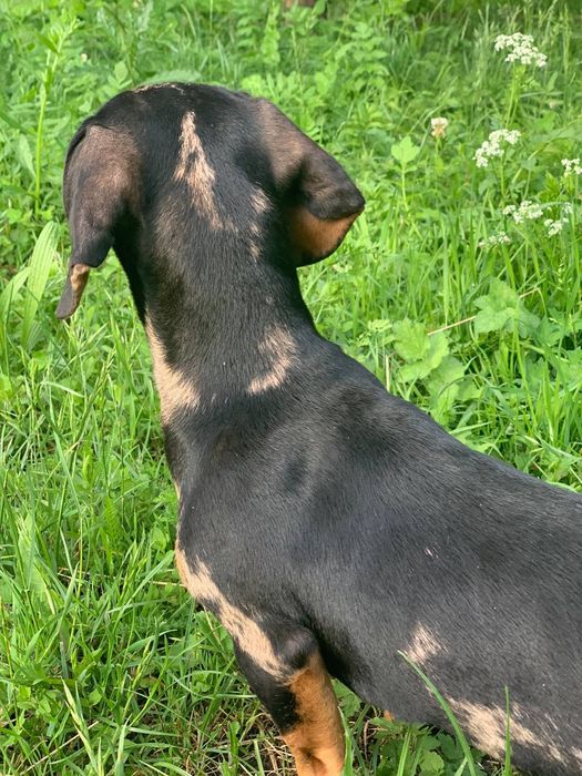 Мраморний таксон