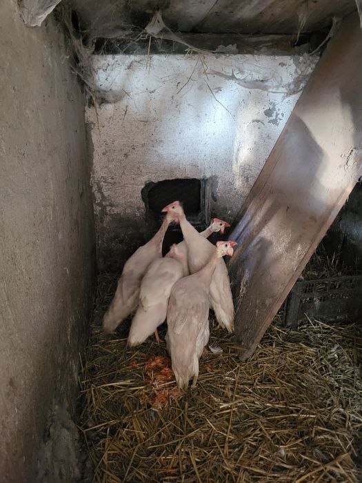 Perliczki ciekawe kolory