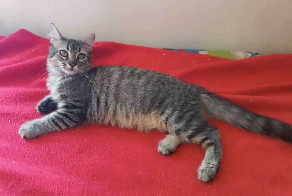 Gatinha fêmea, com 4 meses, para adoção.