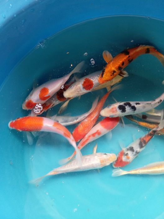 Carpas koi vários tamanhos