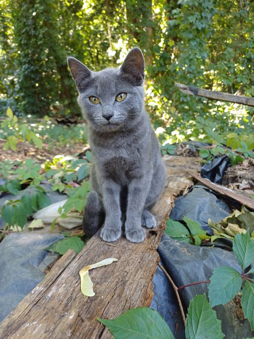 Кошенята і кішка в добрі руки