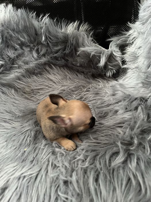Chihuahua piesek