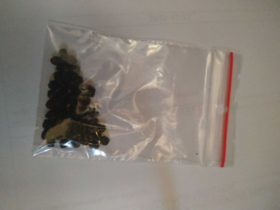 Szpinak malabarski, malabar, jadalne pnącze, nasiona- 2 gramy