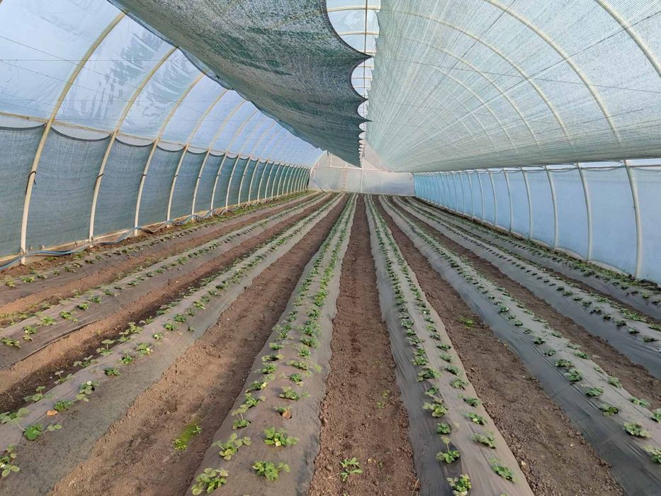 Теплиці. Продаж Тепличного комплексу 1 Га, Теплиці, Світло, Вода, Хата