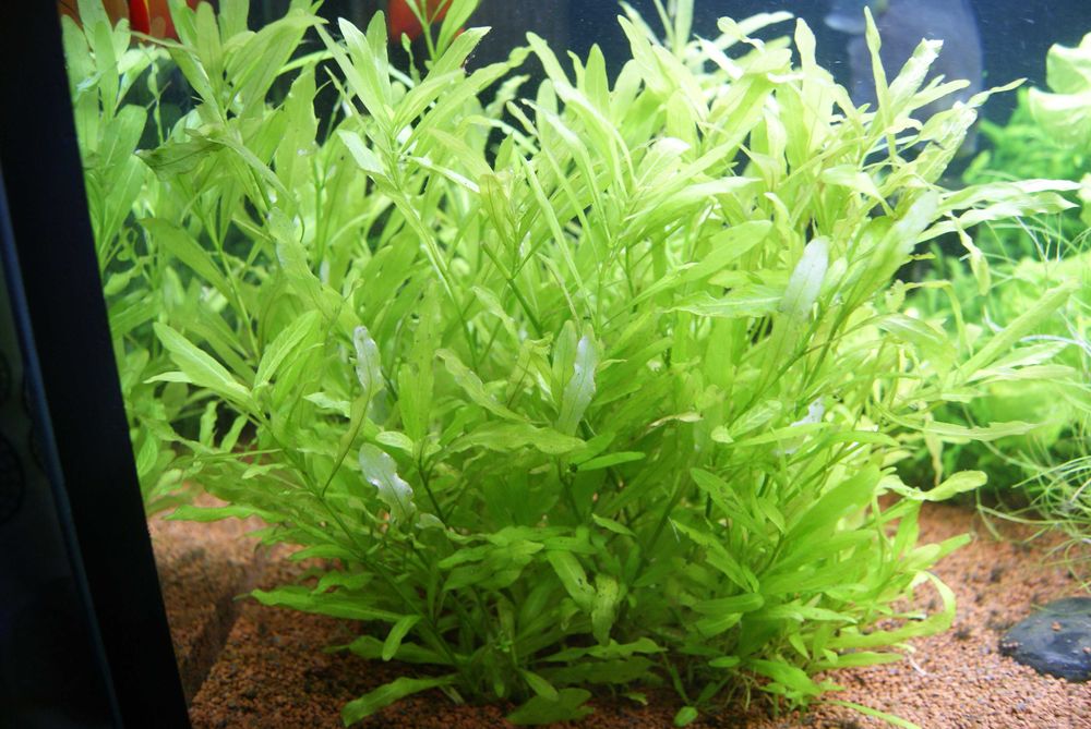 Rośliny akwariowe