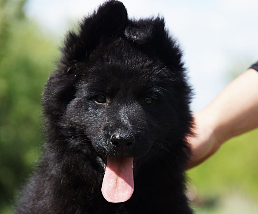 Шикарные черные длинношерстные девочки.