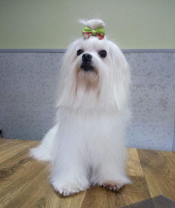 Мальтезе(Мальтійська Болонка)В'язка