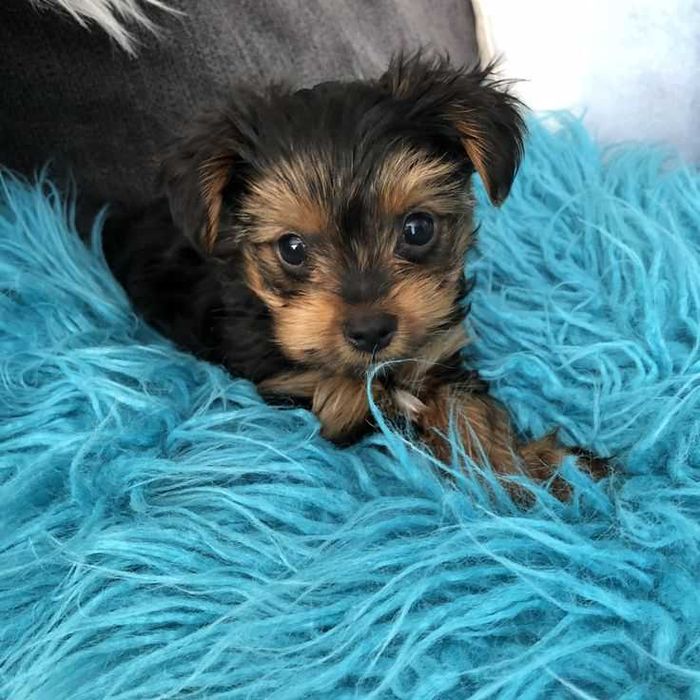 Цуценята, йоркширський тер'єр