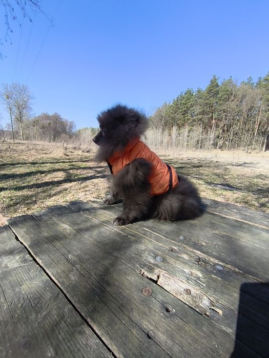 Хлопчик померанський шпіц 5 міс.