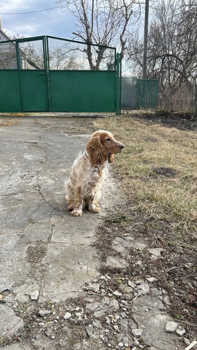 Вязка кокер спаніель англійський