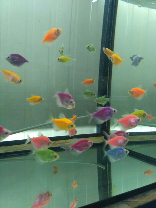 Тернеція глофіш, акваріумні рибки, Тернеция GloFish, светящиеся рыбки