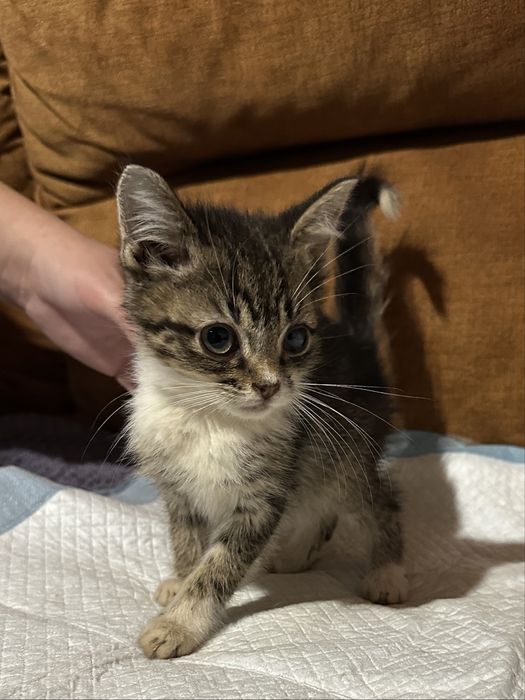 Киця кошеня 2,5-3 місяці