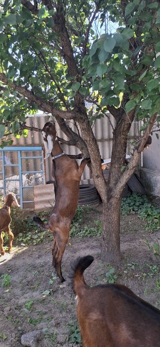 Англо-Нубійські кози