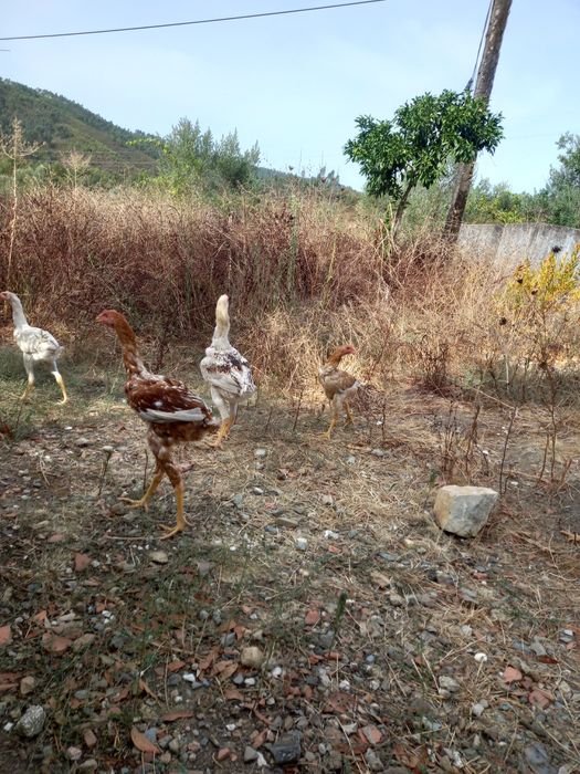 Indio gigante brasileiro  apartir 1 mes
