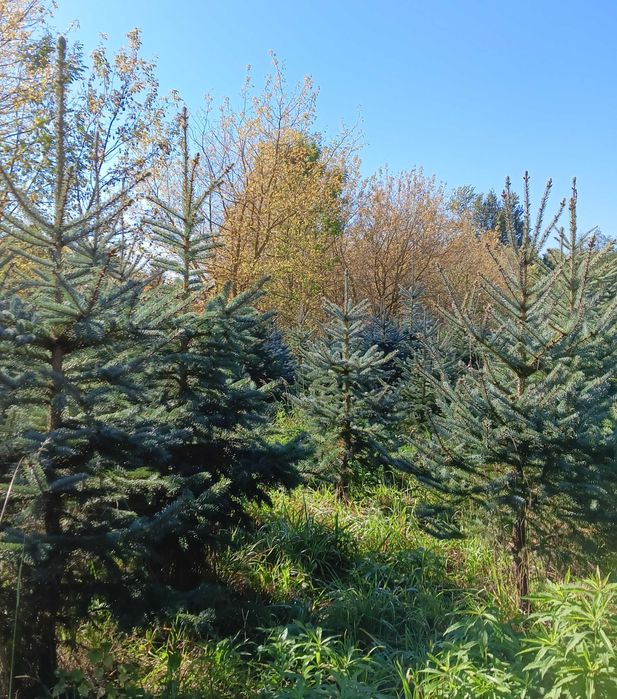 Choinki bożonarodzeniowe