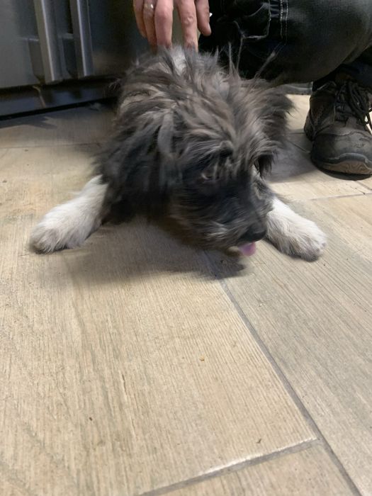 Oddam 4 miesięczne psy