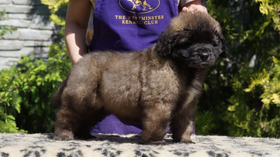 Leonberger suczka szczeniak ZKwP