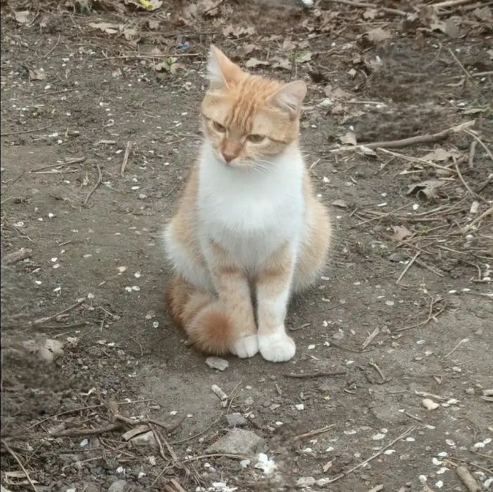 Отдам даром в добрые руки рыже-белую кошечку