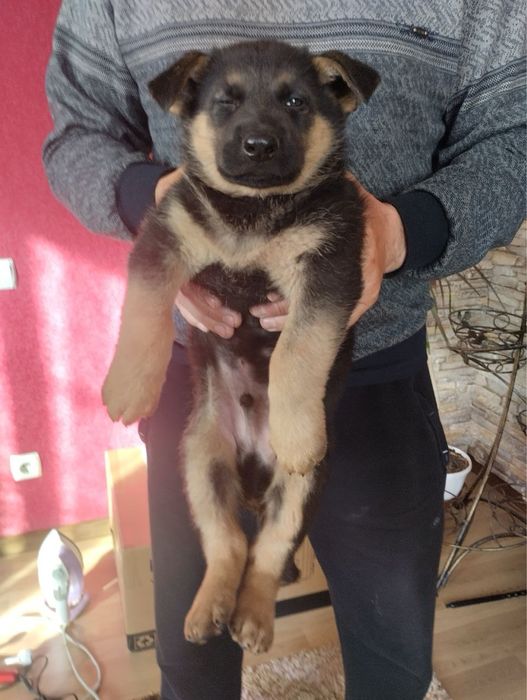 Продам цуценят Німецької вівчарки