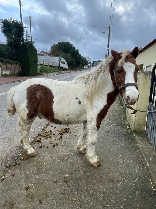 Para venda ponei super mansinho